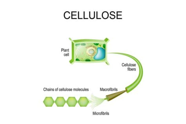 Which Statement About Cellulose Is True