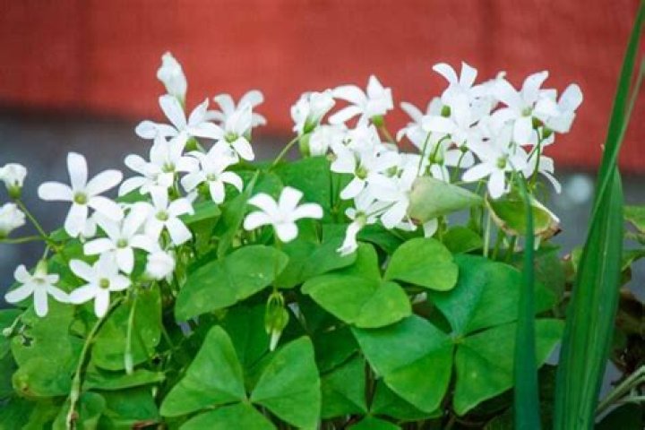 White flower plant - How To Discuss