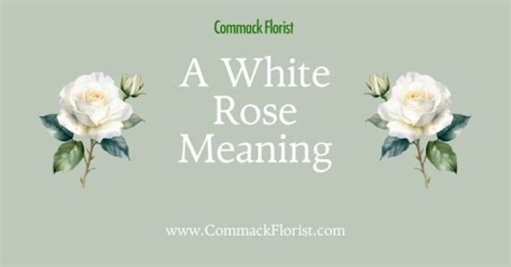 White Rose Meaning - How To Discuss