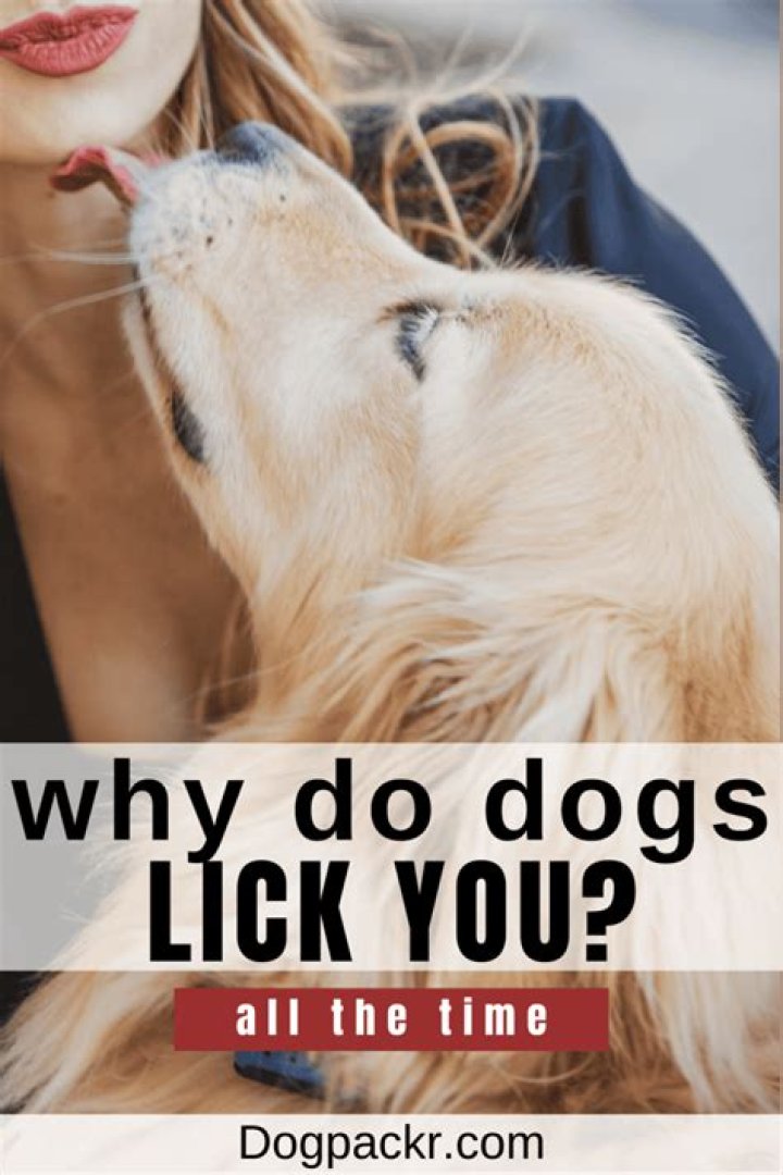 Why do dogs lick you?