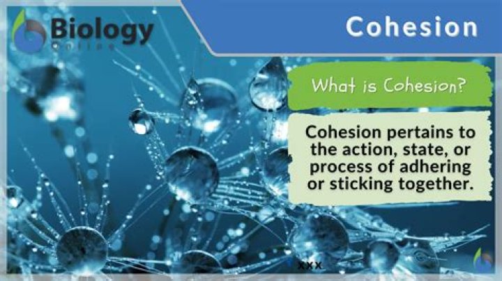 Why is cohesion important in biology?