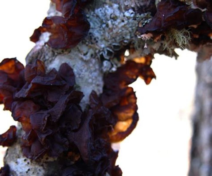 Witches Butter - How To Discuss